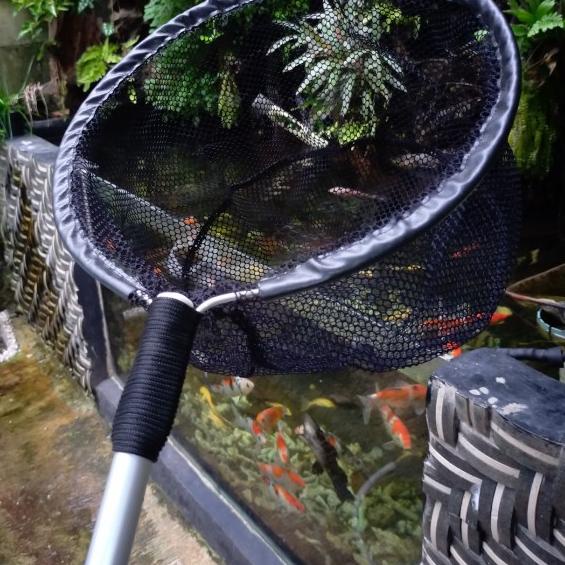 seser ikan koi besar serokan ikan besar kolam - M