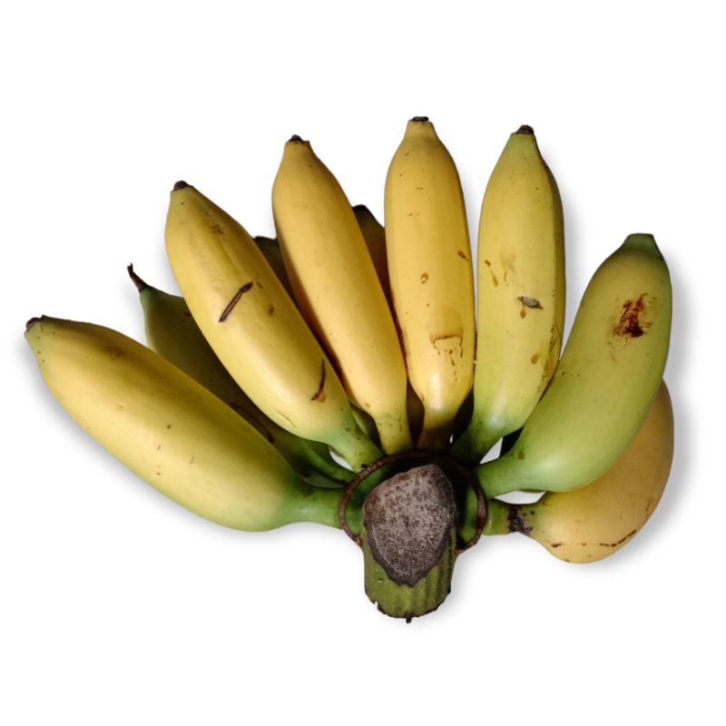 

[Fresh] Pisang Buah Janten Manis Segar Tua | Hasil Lampung