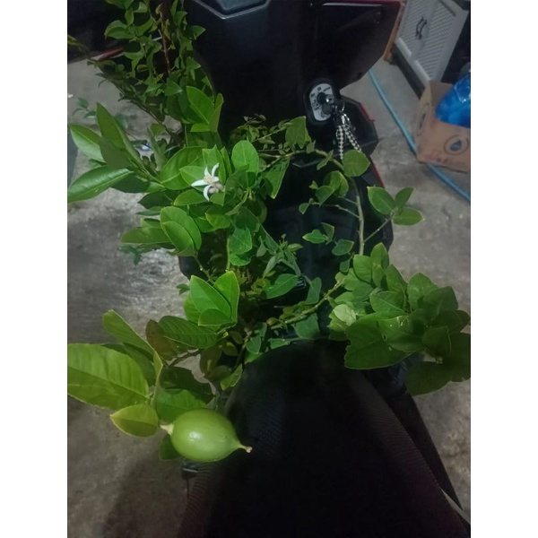 Lemon California berbuah