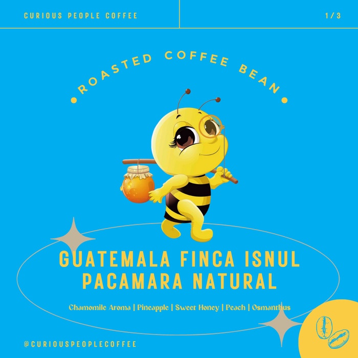 

BAYAR DITEMPAT Biji Kopi Manual Brew - Guatemala Finca Isnul Pacamara Natural- 200 gr /KOPI
