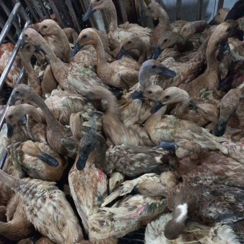 Bebek Potong Hidup Segar sudah dibersihkan