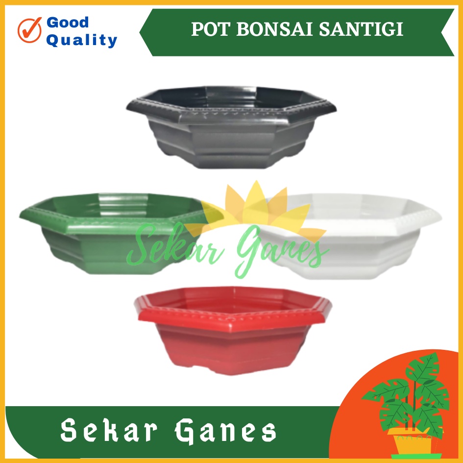 Pot Bonsai Santigi 30 Warna Warni Bonsai Segi 8 By Garden Of Love Pot Bonsai Kotak Ceper Kelapa