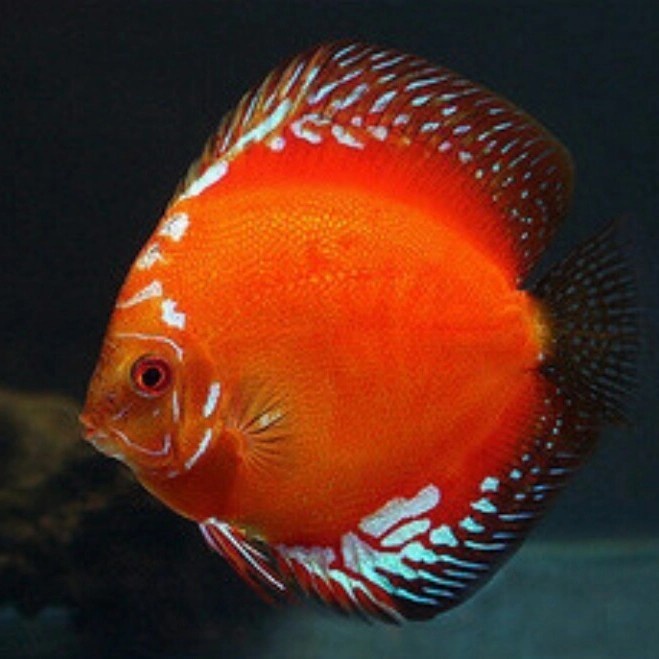 Ikan Hias Discus Red Marlboro Size 3 inch