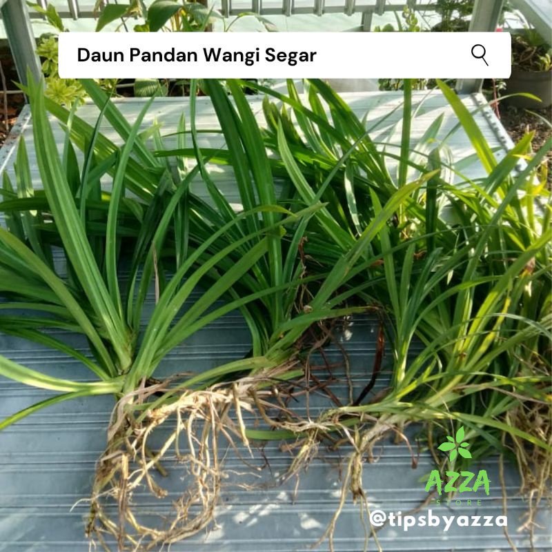 Daun Pandan Segar / Daun Suji Segar / Pewarna Hijau Alami