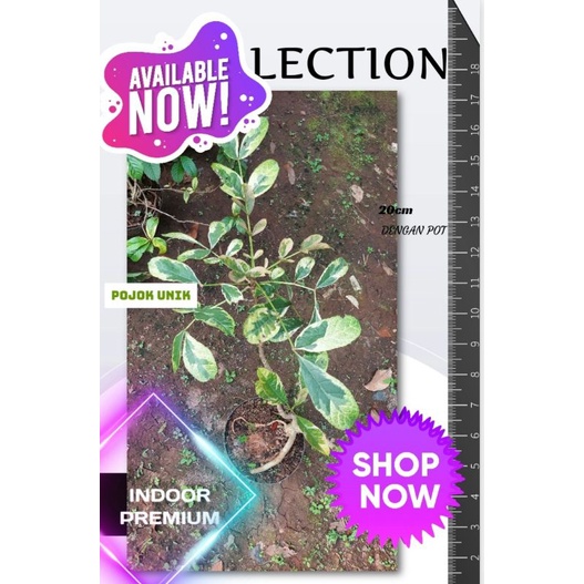 Pohon Kunto Bimo (Kigelia africana ) varigata indoor outdoor tanaman hias unik langka