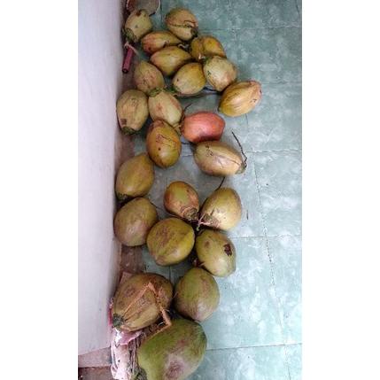 

Hot Sales Kelapa Kopyor Asli Madura daging embuk buah genjah segar muda bukan degan ㊡