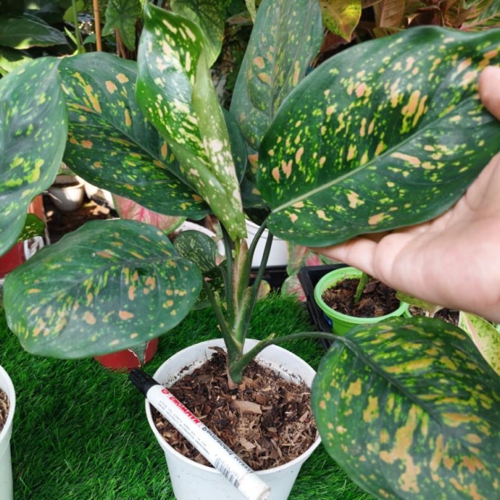 Aglaonema Ruby Chiangmai Tanaman Hias Daun Rimbun Akar Sehat