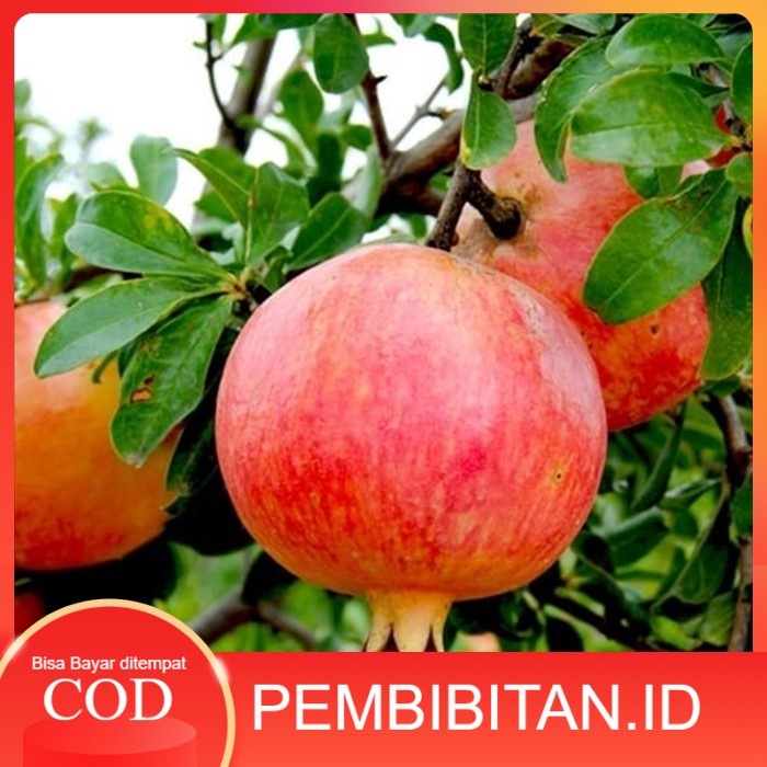 Bibit Tanaman Buah Delima Merah Unggul varietas dijamin asli FF11