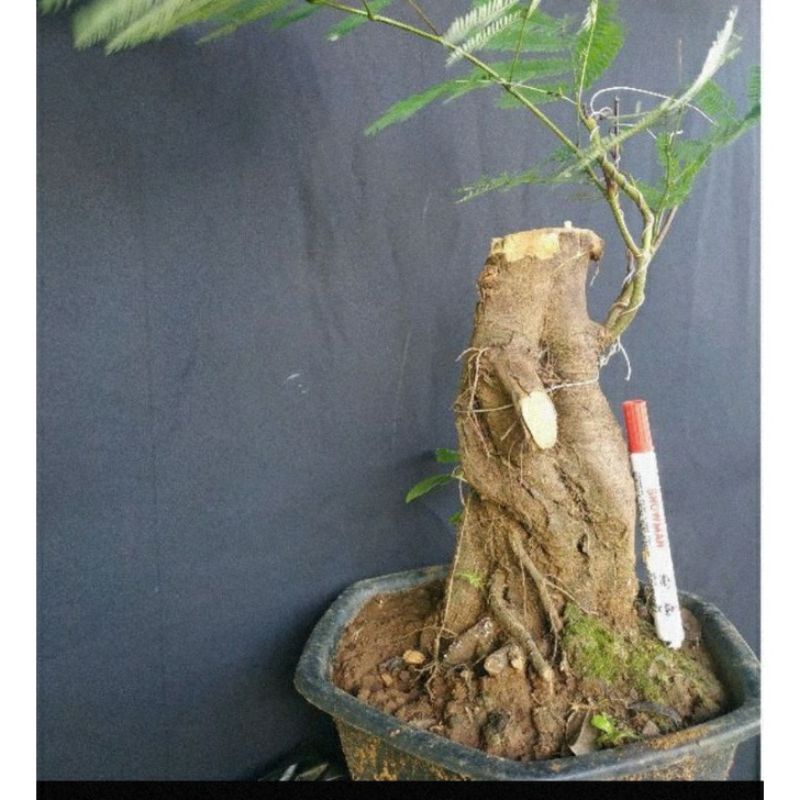 bahan bonsai kaliandra merah cabutan diameter 3cm