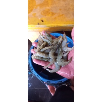 

udang