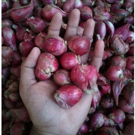 

Jual Bawang Merah Brebes Super Termurah 1 KG Bawang Merah Bersih Kualitas Premium