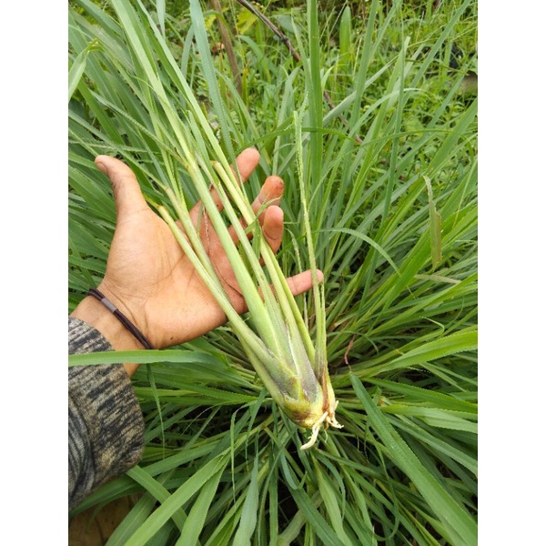 

sereh/serai, fresh dari kebun 1 kg