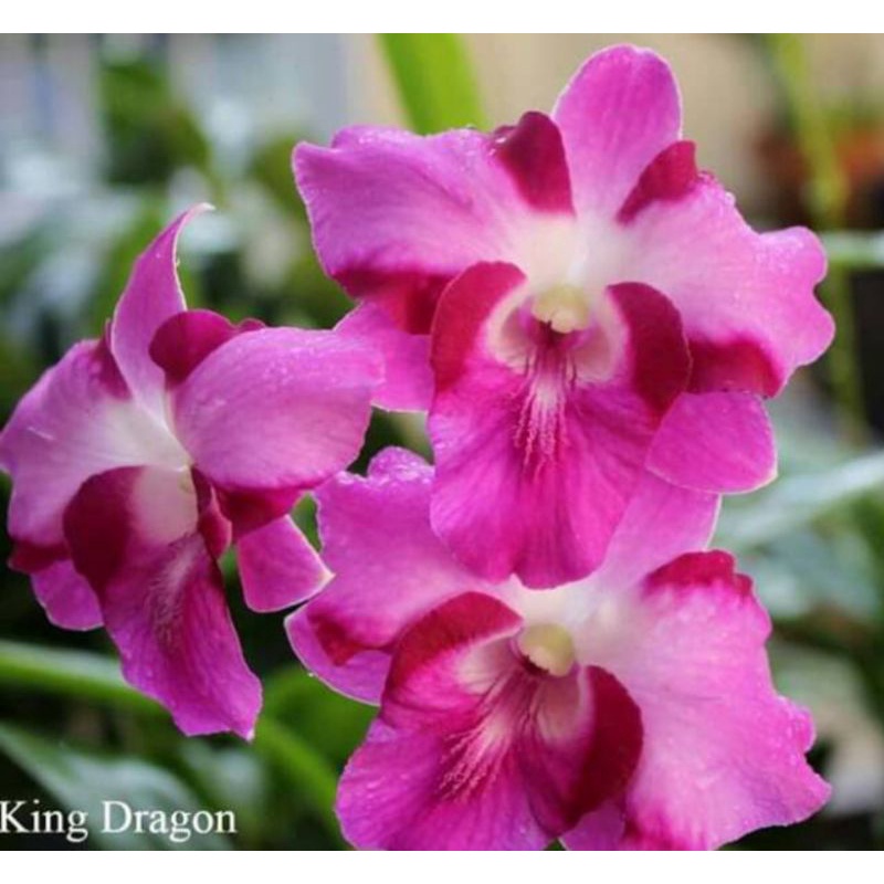 Dendrobium king dragon