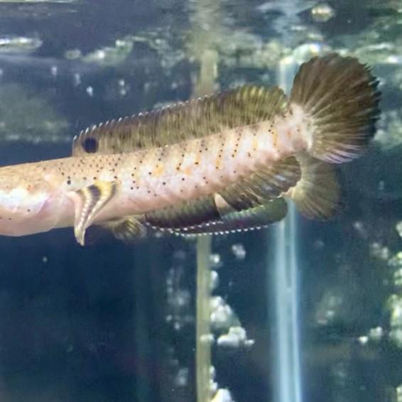 ikan channa blue pulchra Grade A - 6-8 cm