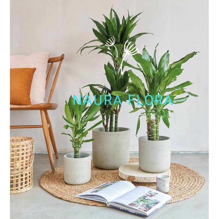 pohon andong hijau tinggi 50-80cm indoor/outdoor