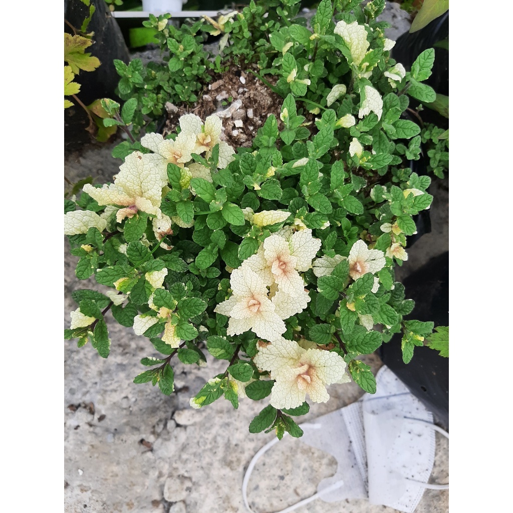 PINEAPPLE MINT, BIBIT MINT, TANAMAN MINT, DAUN MINT