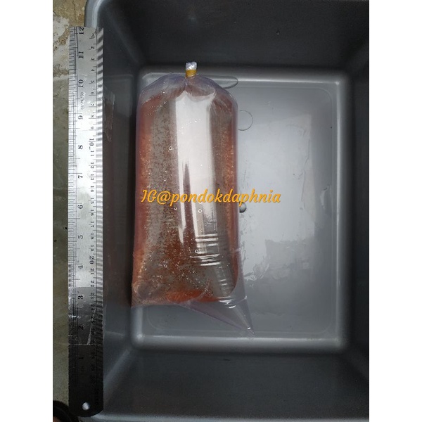 Daphnia Magna 1000++