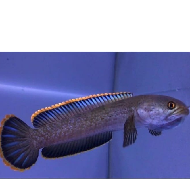 Limbata CB Size 10-15cm Original Local Pride Murah COD