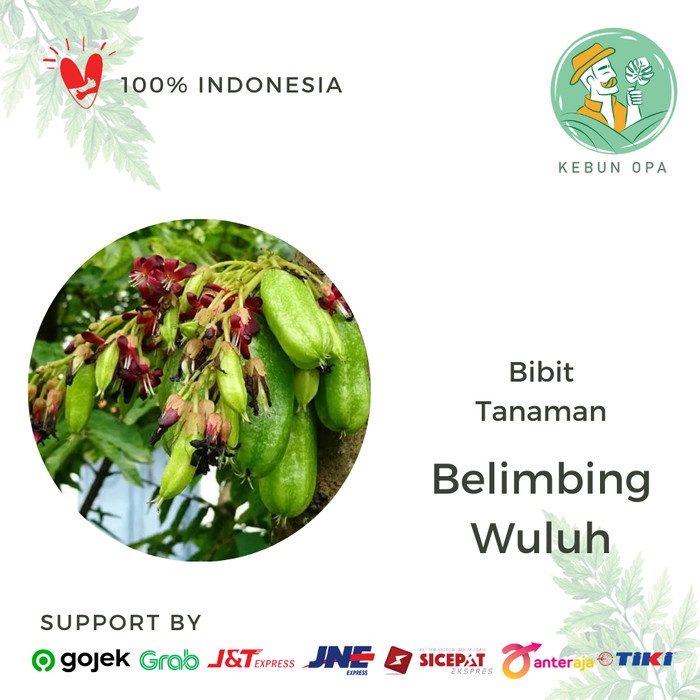 Tanaman Buah Belimbing Wuluh Bibit Pohon Blimbing Sayur GG22