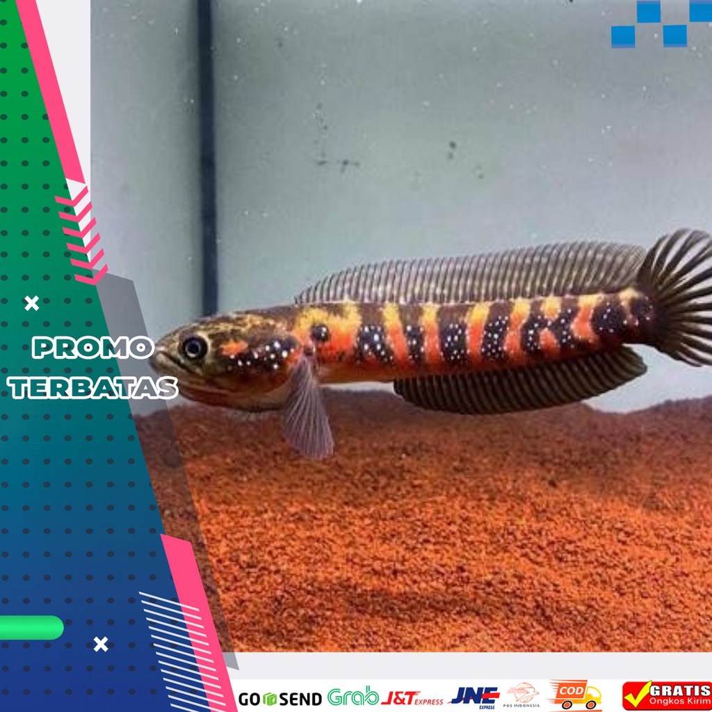 CHANNA ASIANTICA (RSWS)4-5CM