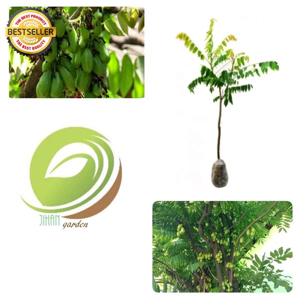 bibit tanaman buah belimbing wuluh-pohon buah belimbing wuluh VIRAAAALL