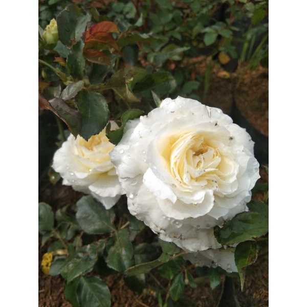 Mawar import patience - mawar import remaja - Mawar impor