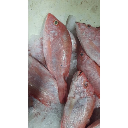 

kakap merah segar
