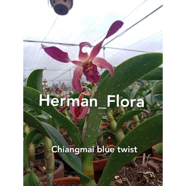 Anggrek Dendrobium Chiangmai blue twist // kondisi knop