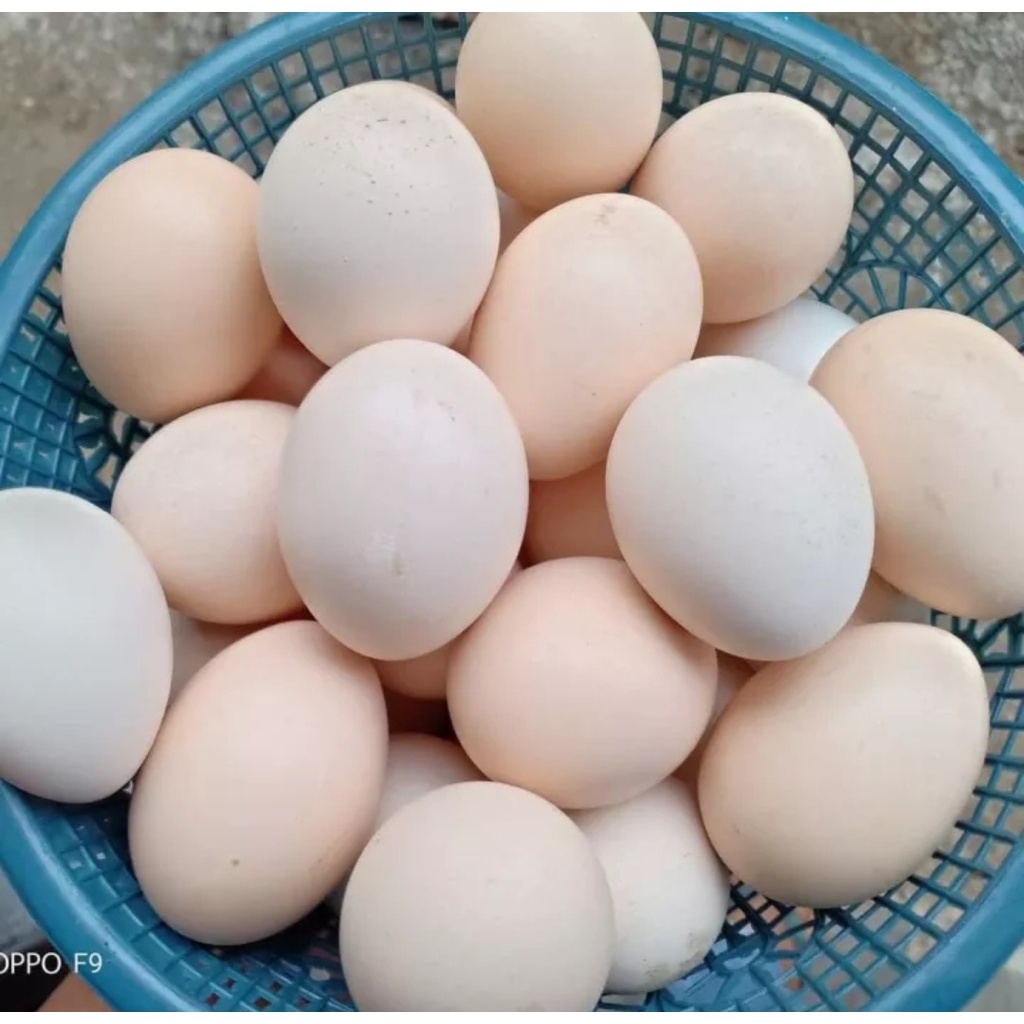 

TELUR AYAM KAMPUNG 10 pcs