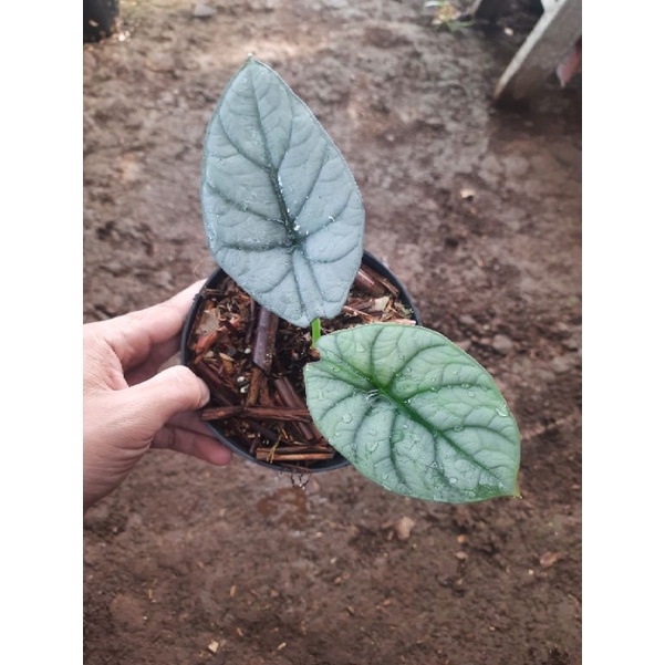 alocasia dragon moon hybrid