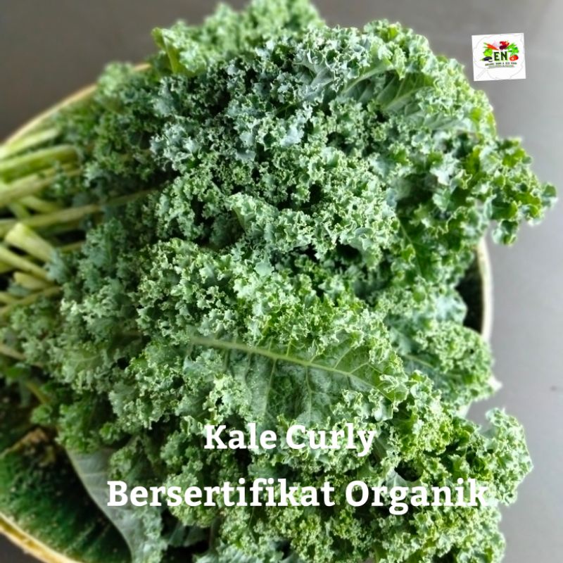 

1pack Sayur Kale Curly 100% Sertifikat Organik Vegetable Murah Sehat Healthy Life Grosir Supermarket