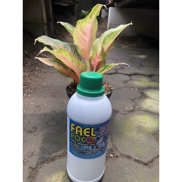 Pupuk Organik Cair ( Fael POC ) 500ml