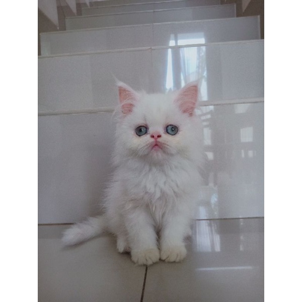 Peaknose white solid