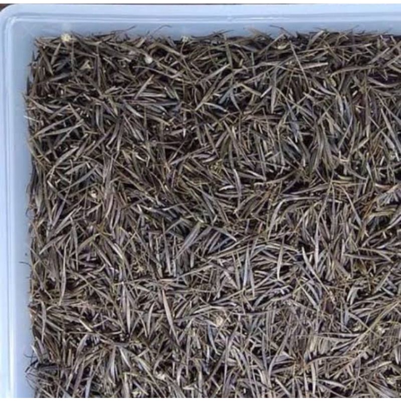 30 BIBIT KENIKIR SAYUR SERIBUAN, KENIKIR 30 biji, BIBIT MURAH, BIBIT SERIBUAN, BIBIT KENIKIR, BIBIT 