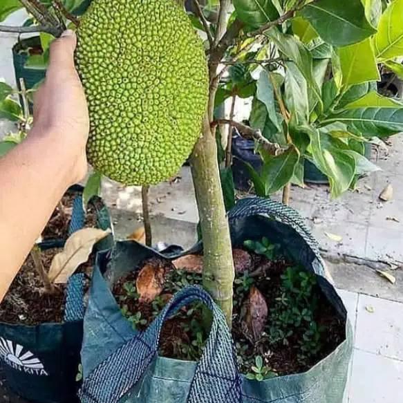 

ㅀW Nangka Madu Super Manis Okulasi Cepat Berbuah READY 3892 ☀