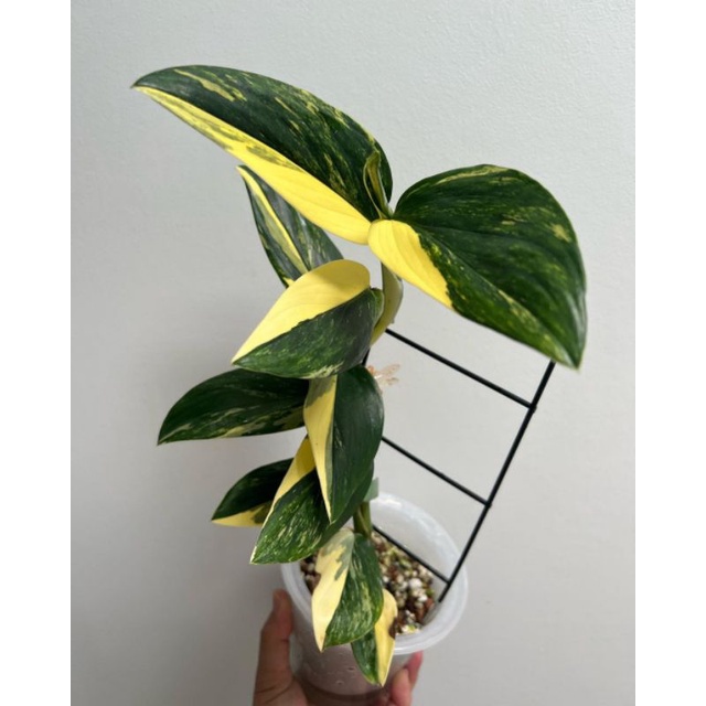 Tanaman hias monstera standleyana kuning / philodendron standleyana variegata kuning / varigata kuni