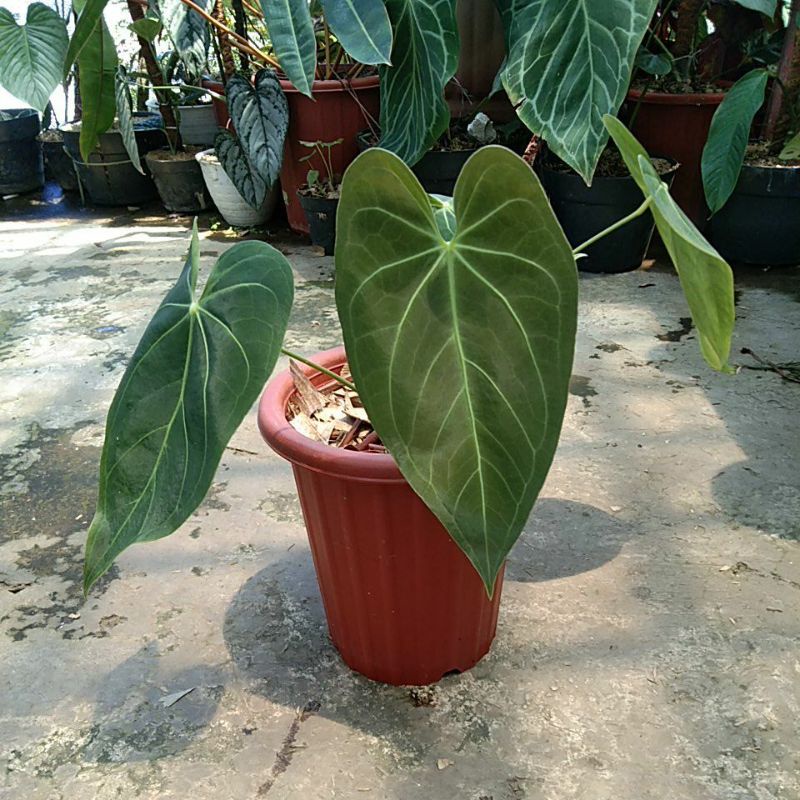 anthurium magnificum norte