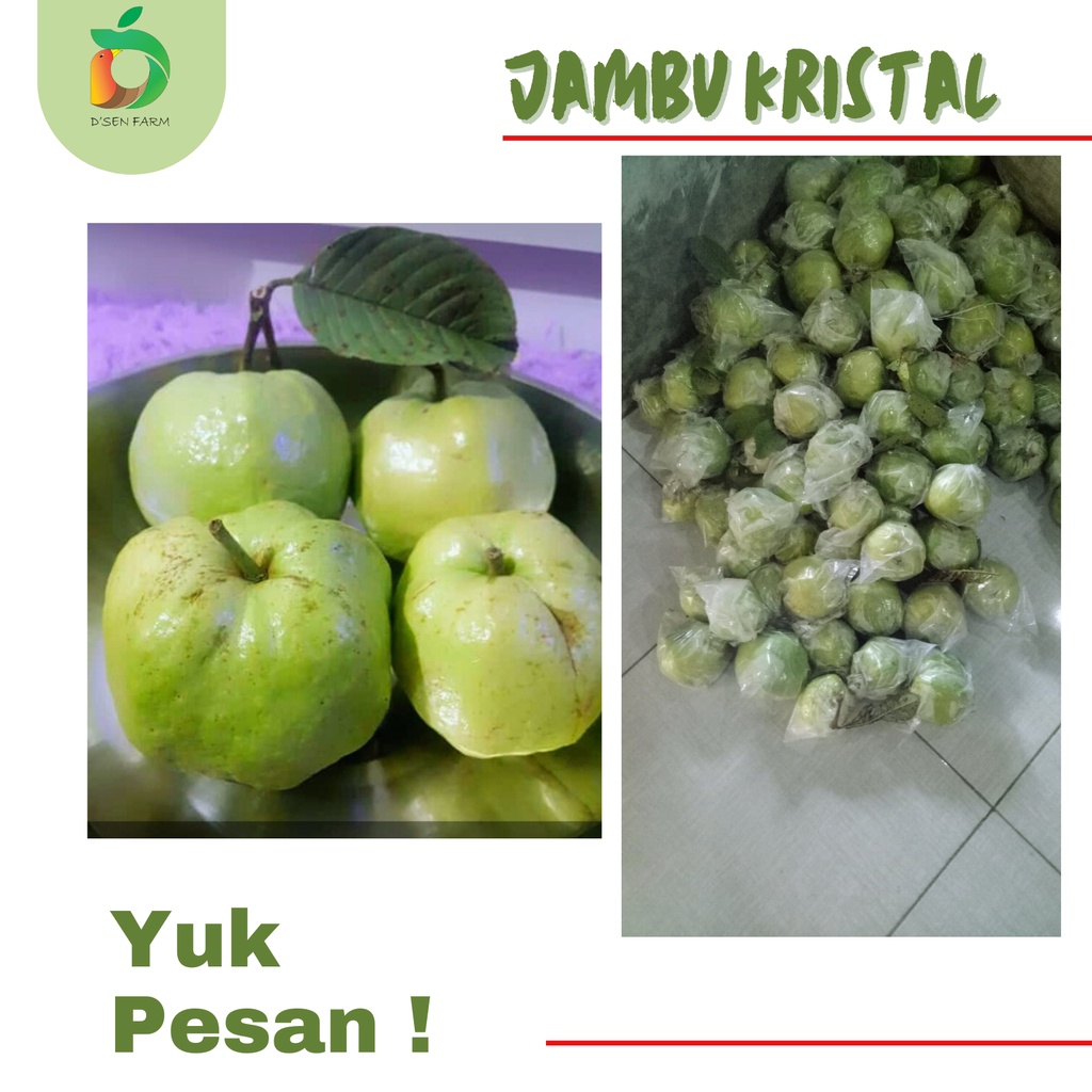 

Buah Jambu Kristal 1Kg Non Biji Vitamin C Kebumen