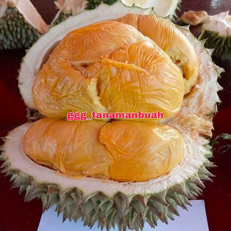 Bibit Durian Duri Hitam Super Cepat Berbuah