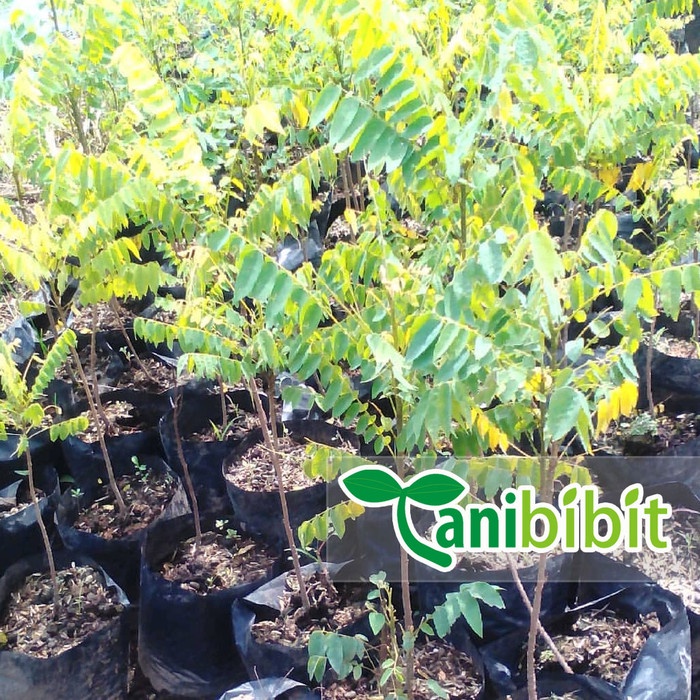 Bibit Pohon Belimbing Wuluh - Tanaman Buah Belimbing Wuluh GG22