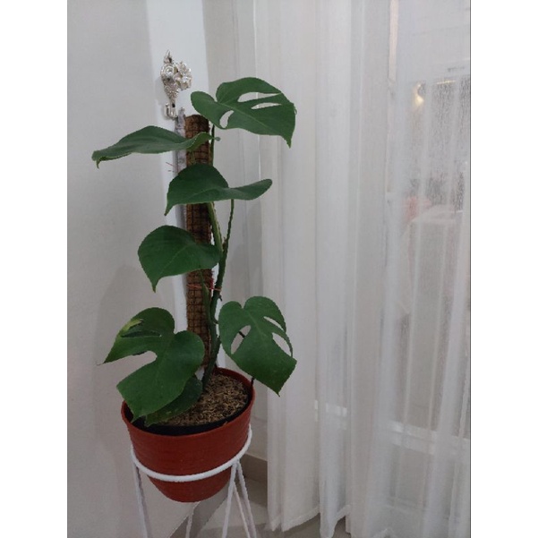 monstera borsigiana