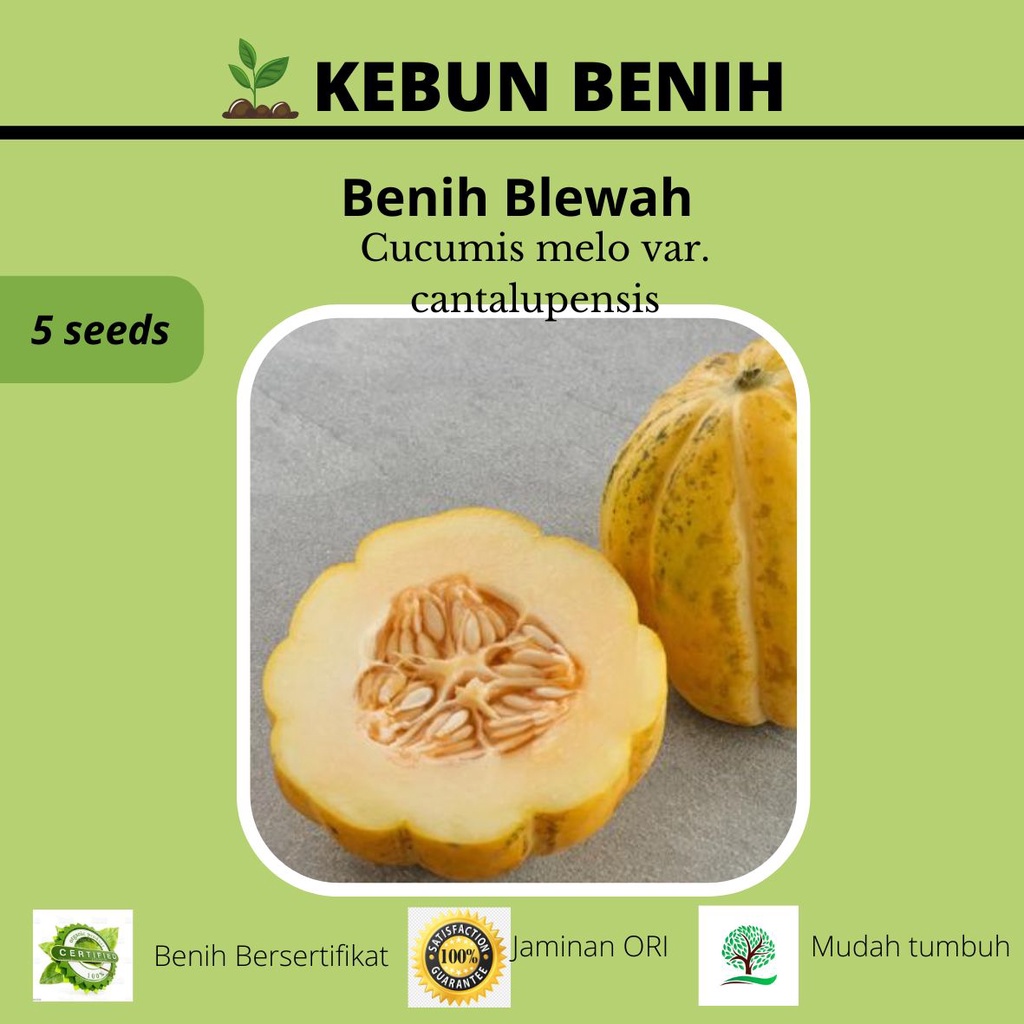 Benih Tanaman Blewah Kualitas Unggul