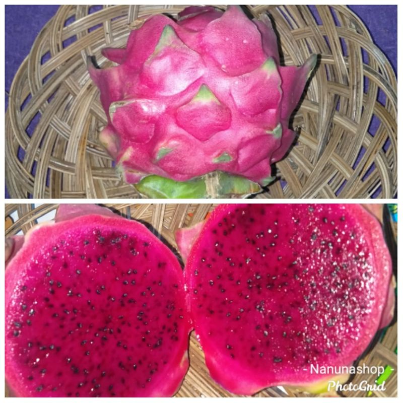 

Buah naga merah 1kg