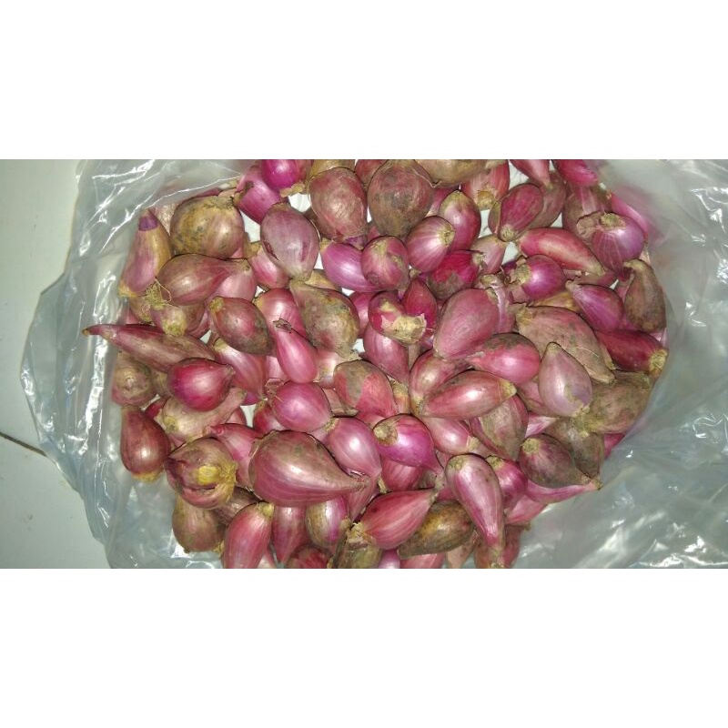 

Bawang Merah