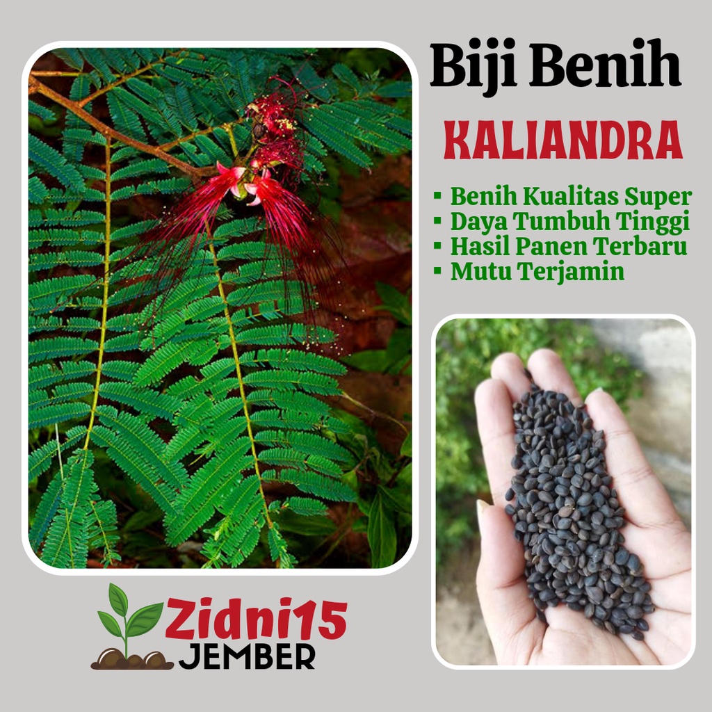 [300biji] Biji Benih Kaliandra MERAH dan PUTIH / Benih pakan ternak / Tanaman Kaliandra