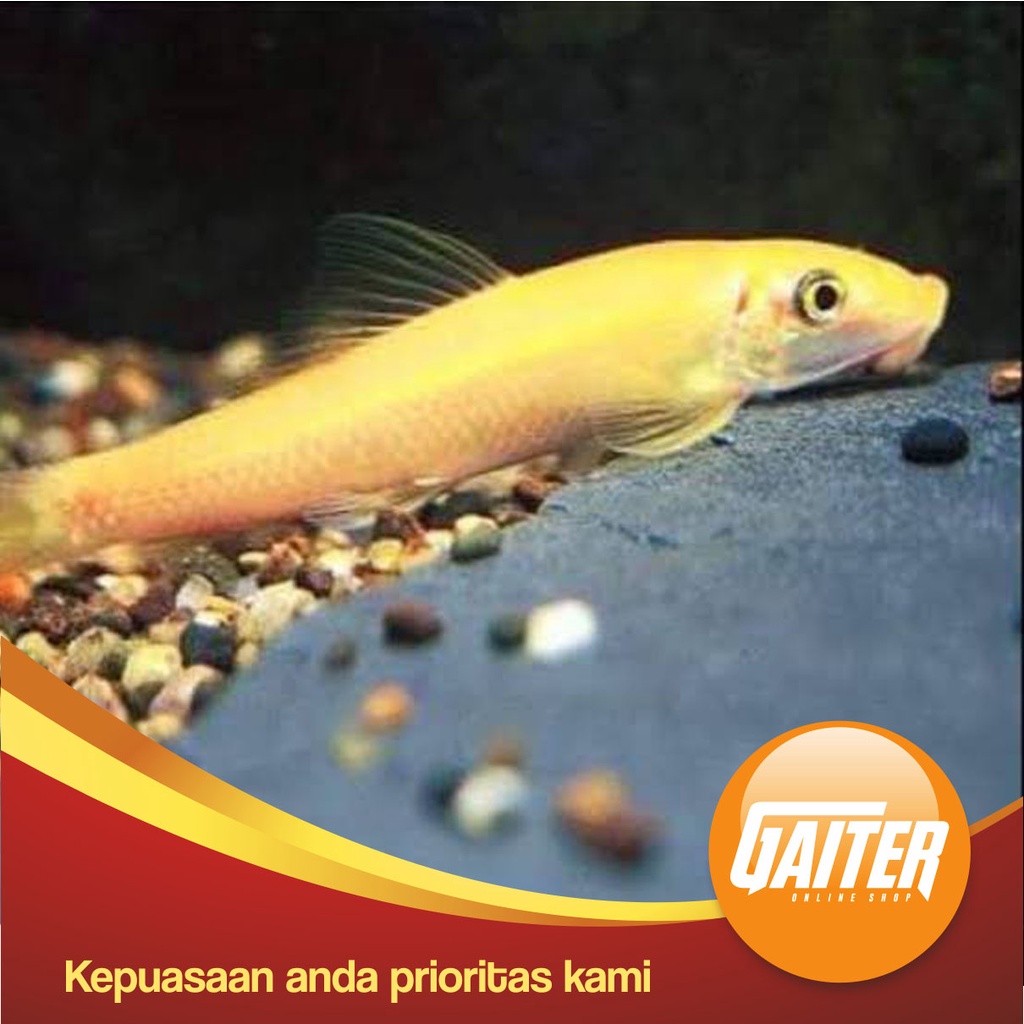 Ikan hias CAE Chinese Algae Eater / Pemakan Alga