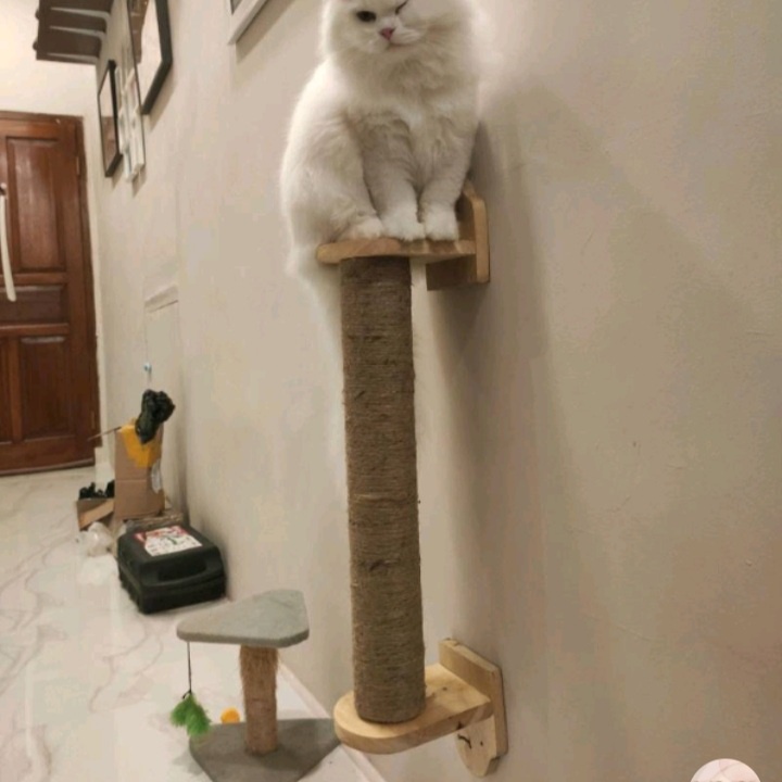 garukan kucing  cat condo cat tree nempel dinding atau bisa juga di kandang