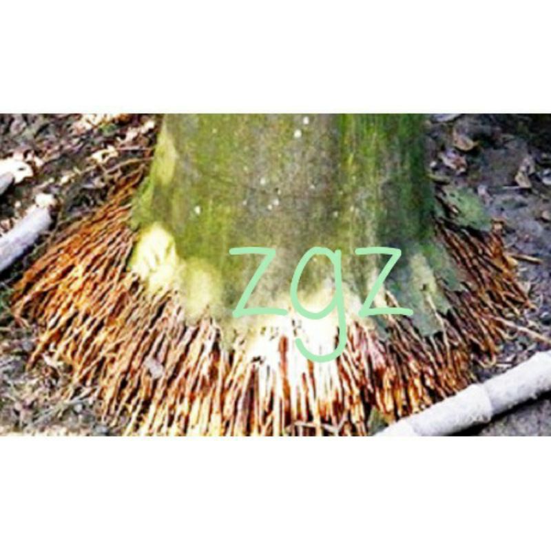 

Akar pinang muda basah 450 gr