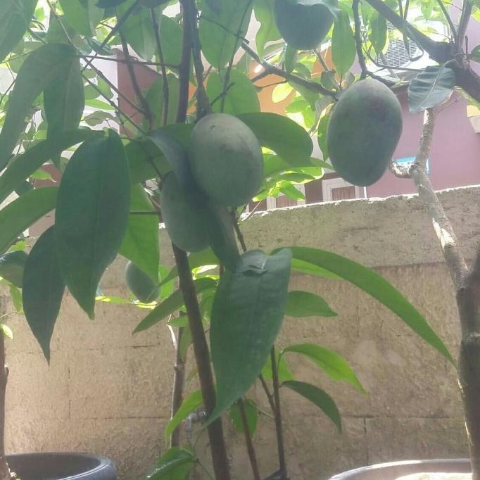 pohon mangga manalagi sudah berbuah