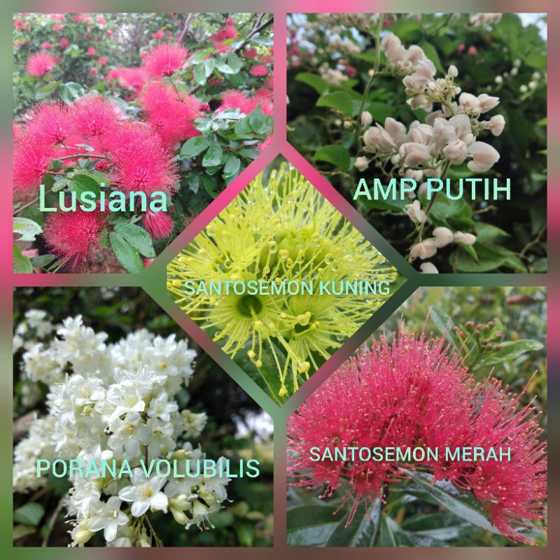 5 in 1 | paket hemat | bibit bunga vegetasi lebah